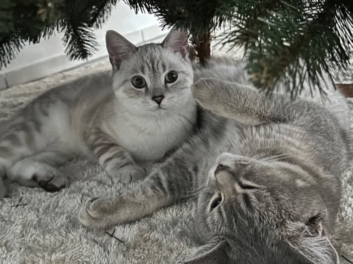 Zwei graue Katzen liegen unter dem Weihnachtsbaum FairyTrees FT14.