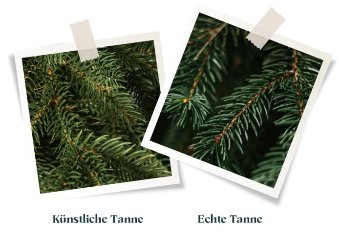 Vergleich von Tannenzweigen: links die Nadeln des künstlichen Weihnachtsbaums FairyTrees FT33 Alpentanne, rechts die Zweige einer echten Waldtanne.