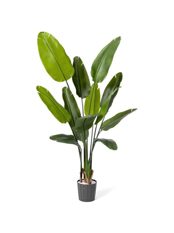 K&uuml;nstliche Strelitzia 165 cm von FairyTrees mit schlanker Form und gro&szlig;en, l&auml;nglichen Bl&auml;ttern vor hellem Hintergrund.