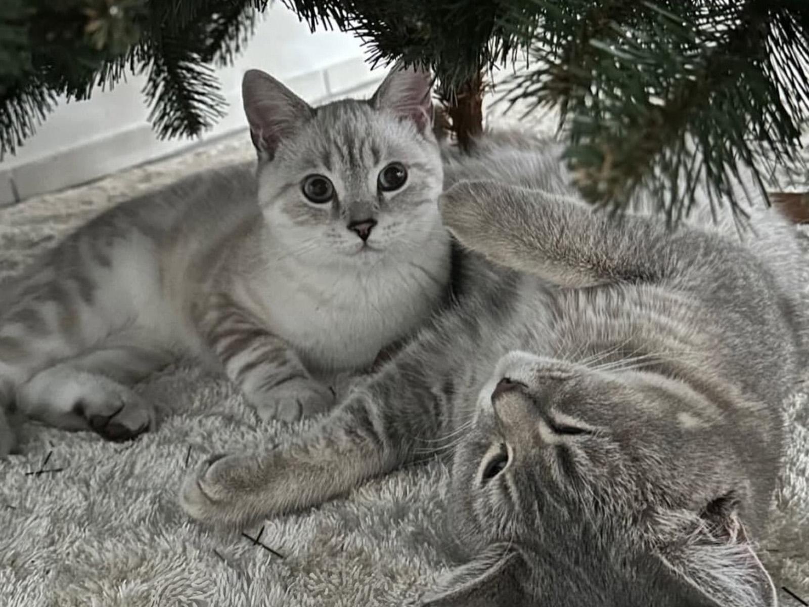 Zwei graue Katzen liegen unter dem Weihnachtsbaum FairyTrees FT14.