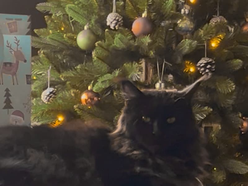 Miezzi, ein schwarzer Maine-Coon-Kater, liegt vor dem beleuchteten künstlichen Weihnachtsbaum FairyTrees FT29, der mit Zapfen und Kugeln geschmückt ist.