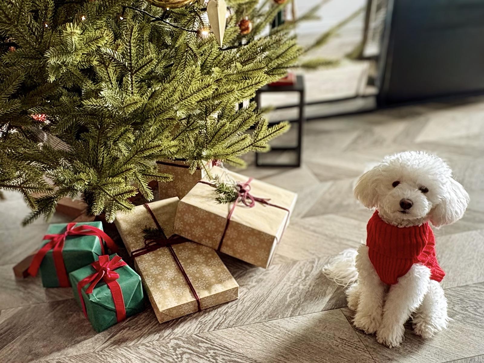 Ein wei&szlig;er Toy-Pudel in einem roten Pullover sitzt neben Geschenken unter einem k&uuml;nstlichen Weihnachtsbaum von FairyTrees FT29