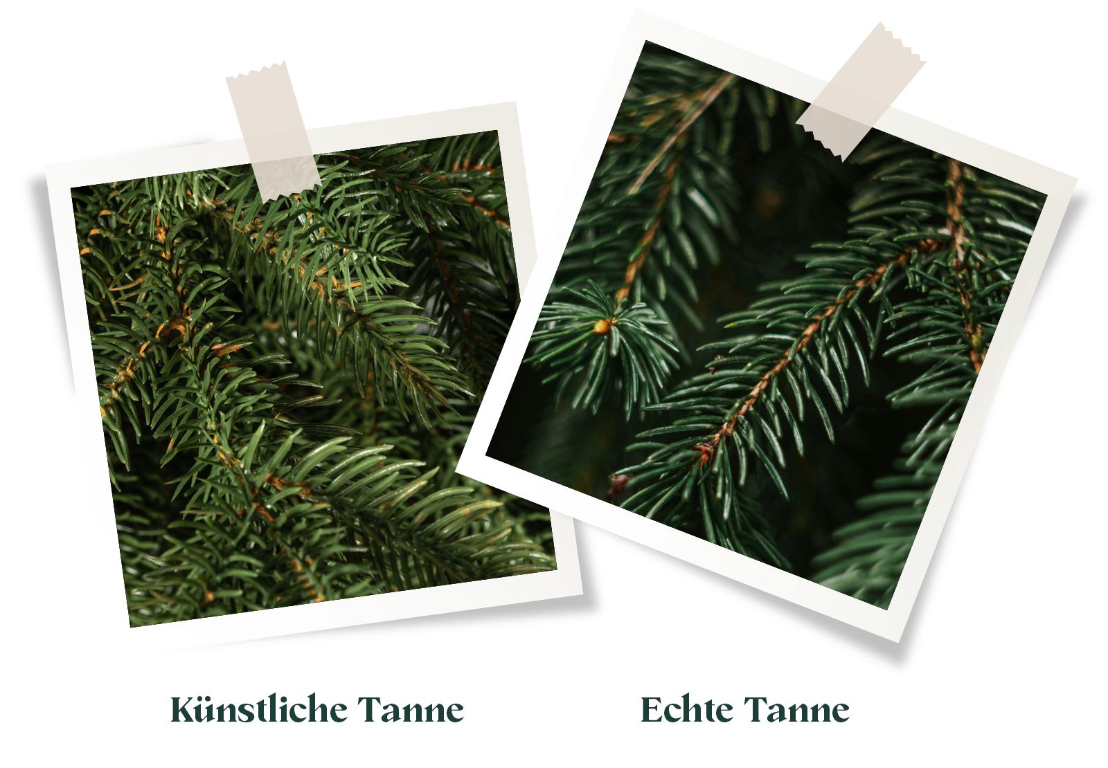 Vergleich von Tannenzweigen: links die Nadeln des künstlichen Weihnachtsbaums FairyTrees FT33 Alpentanne, rechts die Zweige einer echten Waldtanne.